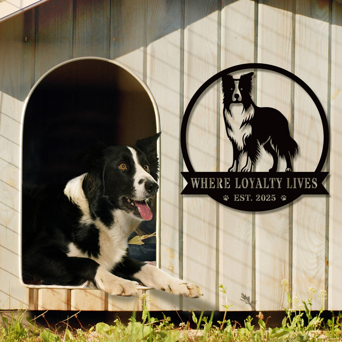 Custom Border Collie dog metal sign with "Where Loyalty Lives" and "Est. 2025" text in black powder-coated steel